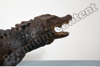 Crocodile body photo reference 0095